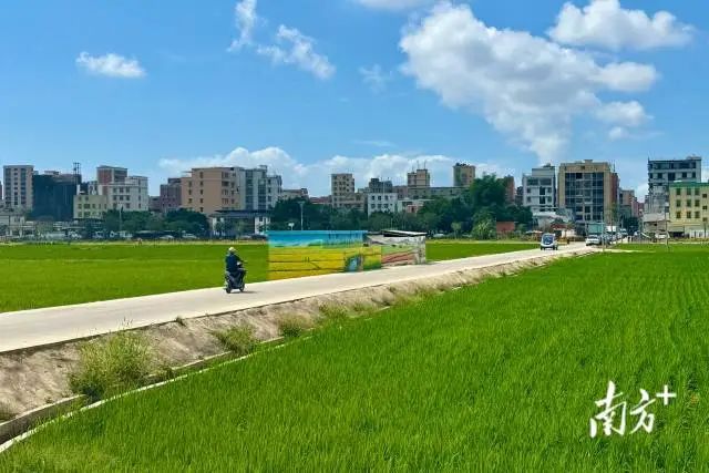 河濱高地智慧農業種植提升項目完成新一季水稻育秧。 南方+ 蔡沚彥 拍攝 河濱高地智慧農業種植提升項目完成新一季水稻育秧。 南方+ 蔡沚彥 拍攝